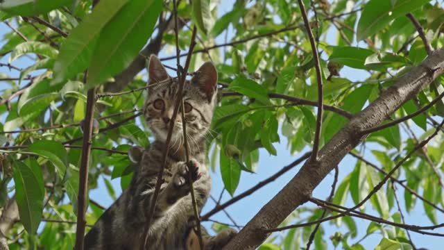 Will somebody help that cat off the tree? 😀