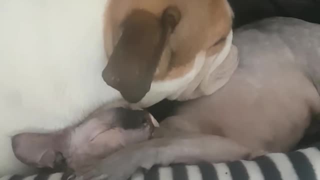 cuddle goals orla the naked cat and her bulldog cuddle buddy