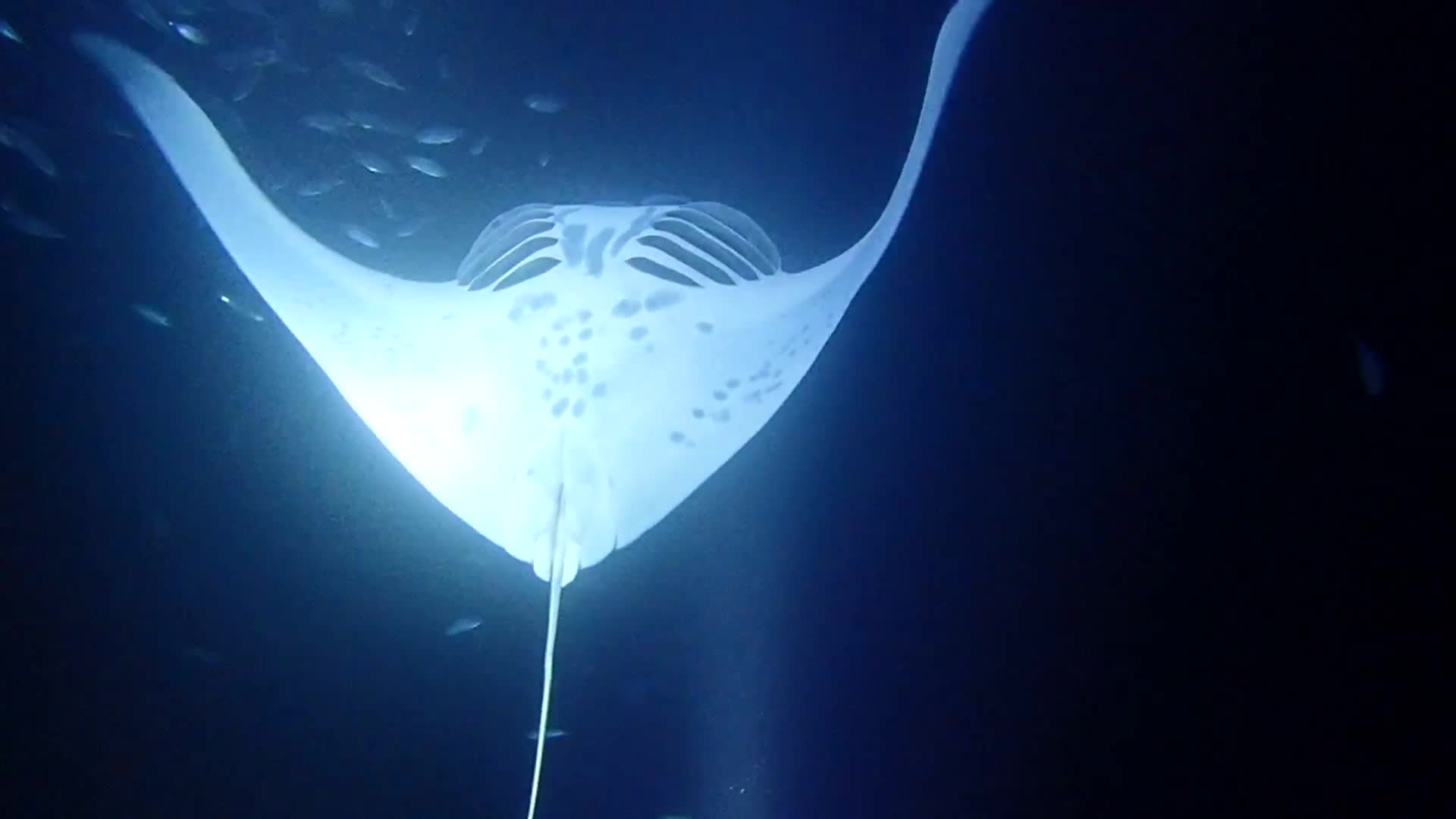 Manta Ray - Big Island Hawaii