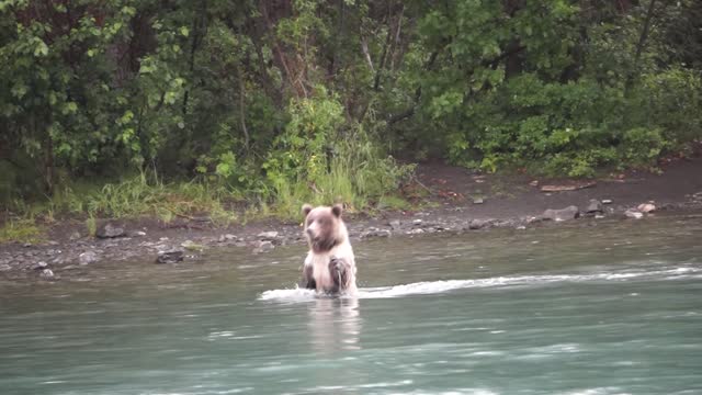 Kenai River Bears