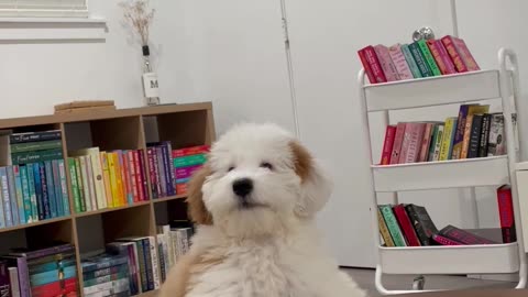 Goldendoodle Whisper Barks