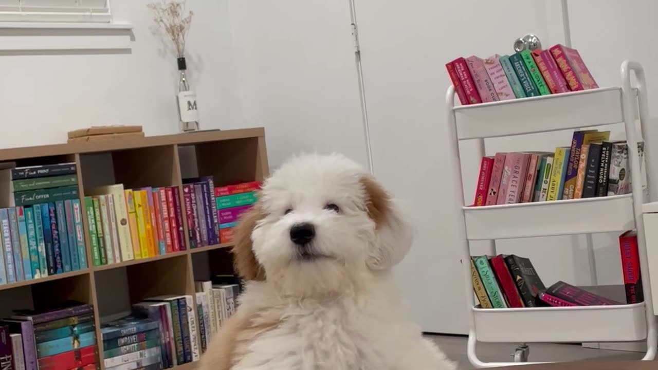 Goldendoodle Whisper Barks