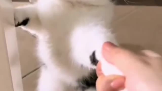 So cute 🥰 cat