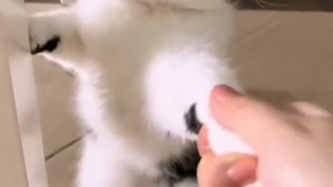 So cute 🥰 cat