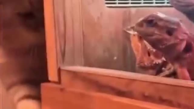 Funny cats. #funnycats #funnymoments #shorts