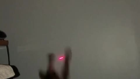 Cat Climbs Wall Hunting a Laser Pointer