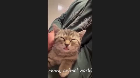 Funny Cat Videos - Almost Creepy