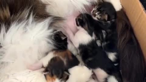 The cat looks a bit capricious