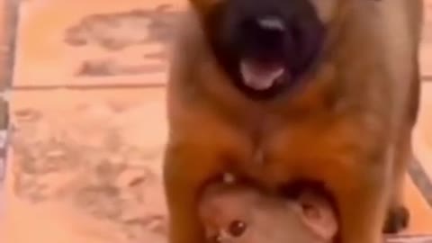 dog beby fight to her mother deu to save money.