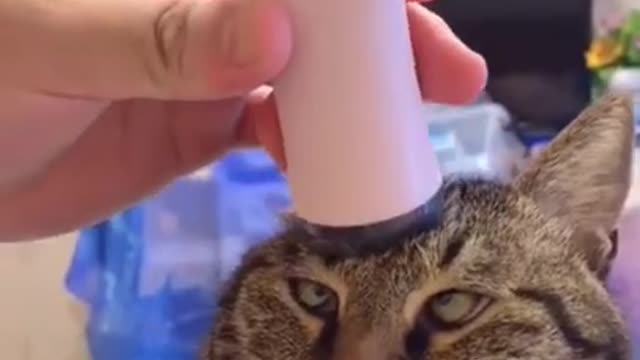 Cat massaged