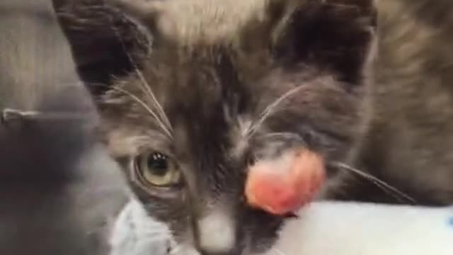 The dog's eyes were hurt, and it was very painful