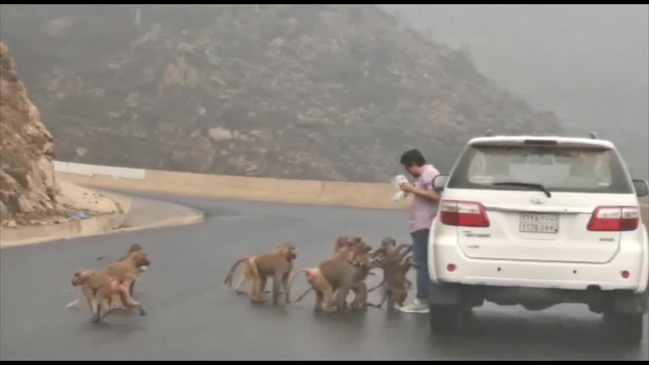 Monkey Dance with Man : See How this man how he feeding of monkeys