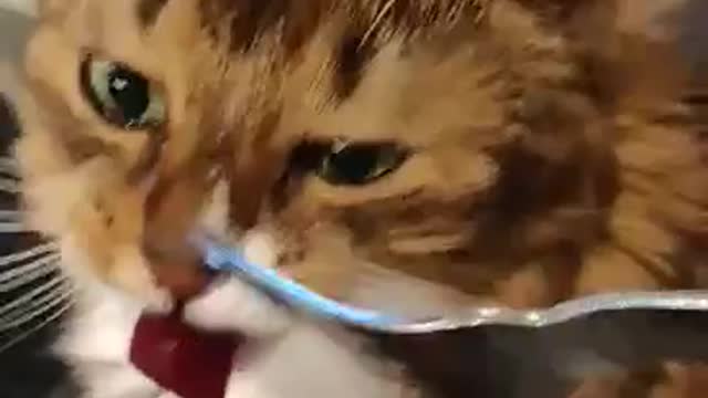 cat tastes beetroot
