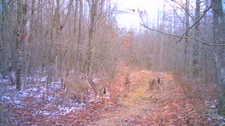 Does and yearlings in winter woods