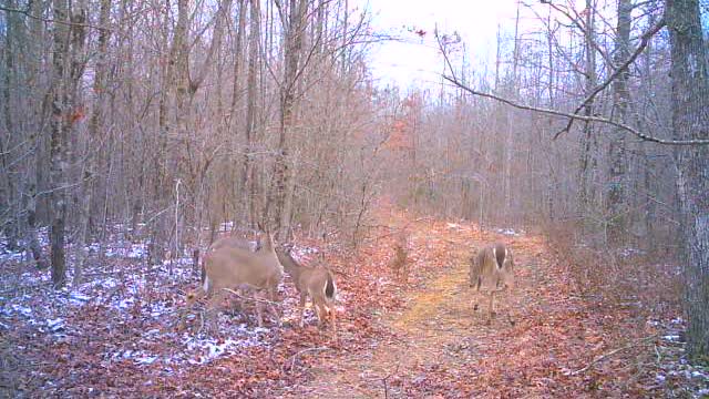 Does and yearlings in winter woods