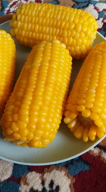 SWEET CORN