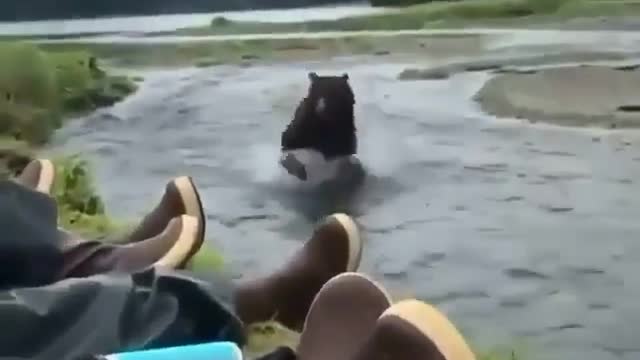 Brown bear encounter in Alaska 🐻