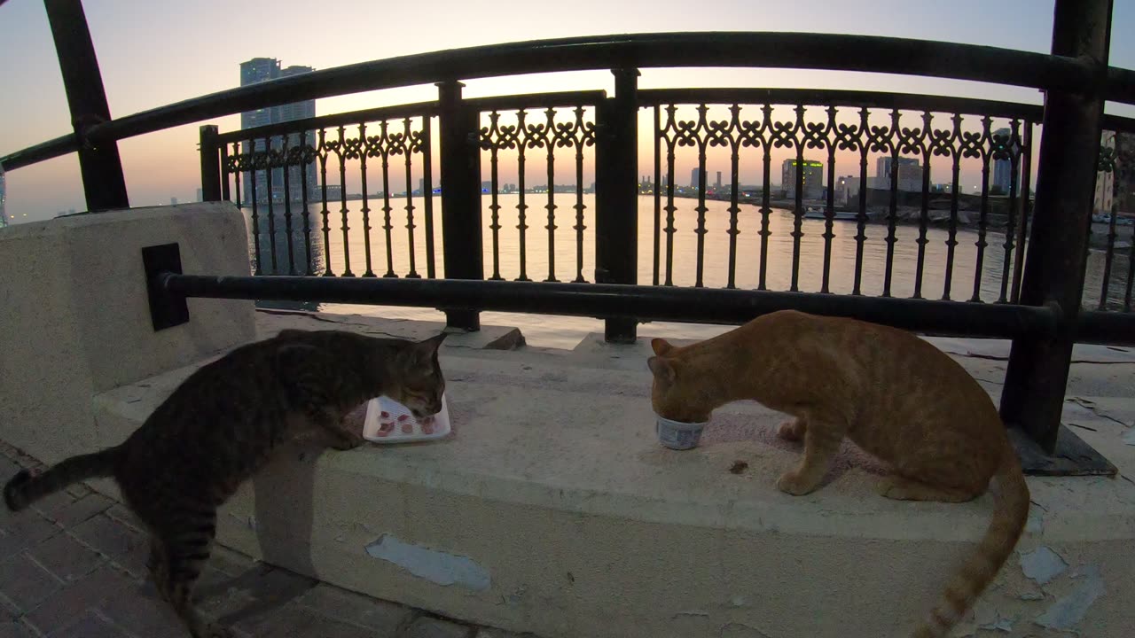 MICHAEL JACKSON & ED SHEERAN - Homeless cats in Ras Al Khaimah, UAE #cat #EdSheeran #MichaelJackson