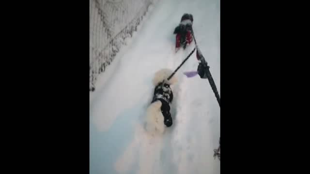 Pair of dogs enjoying snow for the first time