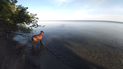 Skipping Stones 7_2019