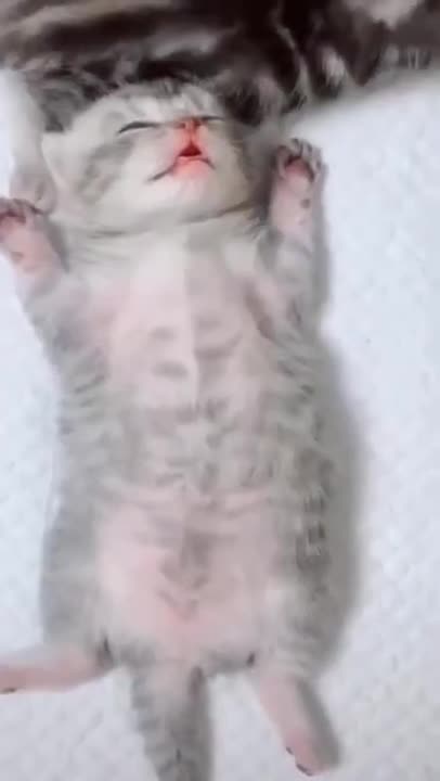 Cute Cats #Shorts Funny video #shorts