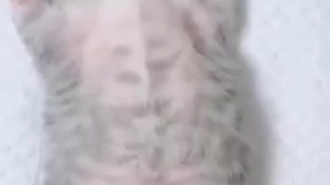 Cute Cats #Shorts Funny video #shorts