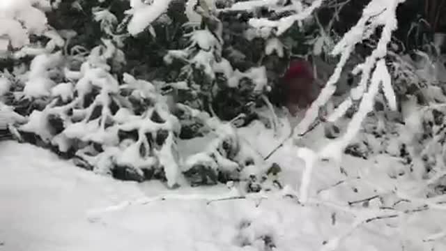 Weiner dog in sweater runs through snow