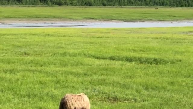 Beautiful bear and amazing view