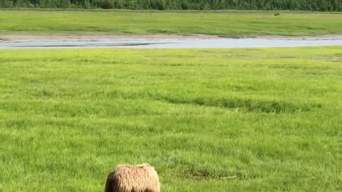 Beautiful bear and amazing view