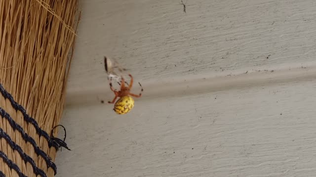 Orb Weaver Spider