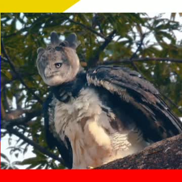 Harpy Eagle || weird animals || trivia