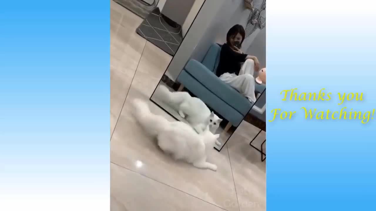 Funny cat video