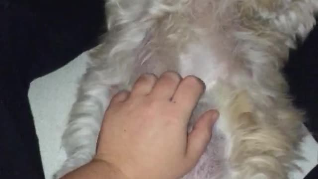 White dog getting belly rub and laying down