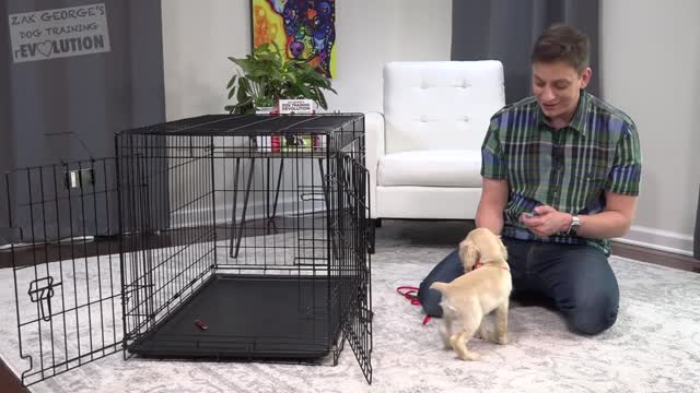 How to Crate Train a Puppy