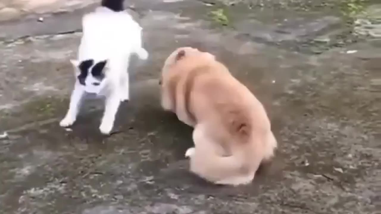 Cat vs dog fight