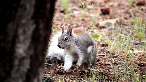 Small wild squirrel looking for food in nature