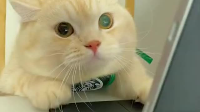 CAT GAMES - Catching Mice! Entertainment Video for Cats to Watch.