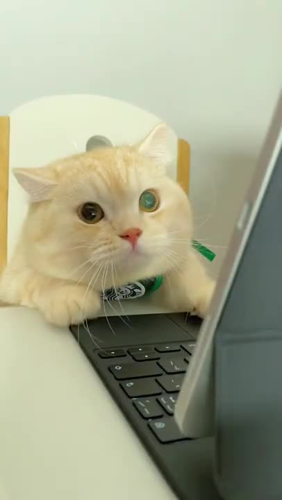 CAT GAMES - Catching Mice! Entertainment Video for Cats to Watch.