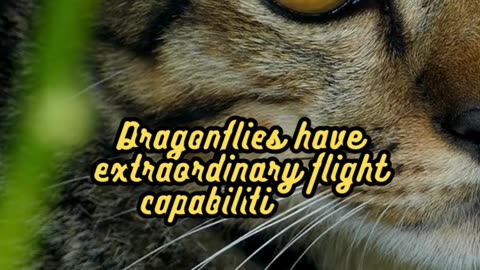 Animal Facts Dragonfly Flight #shorts