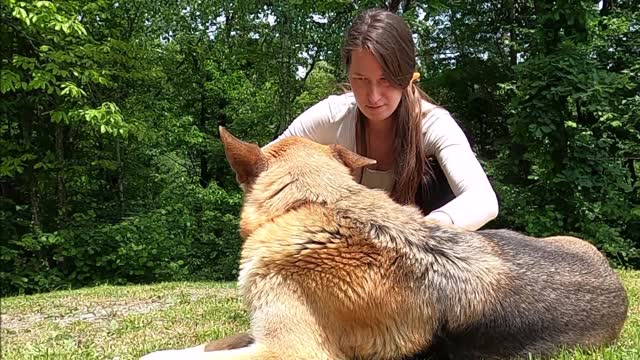 Straightening dog hair