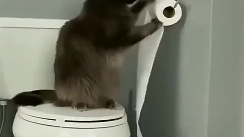 Cat Playing in The Bathroom