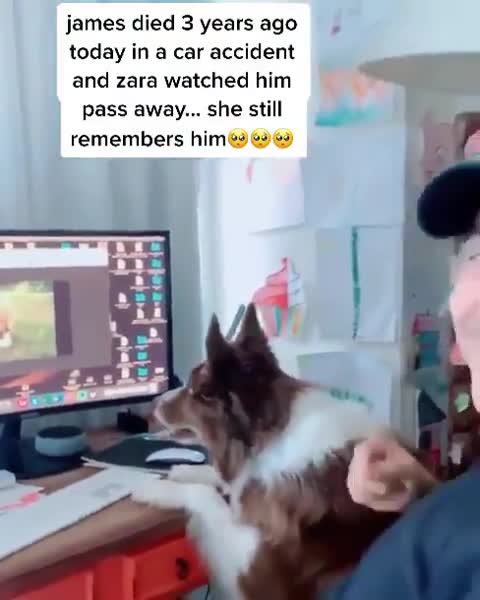 Dog recognizes old video of deceased best friend