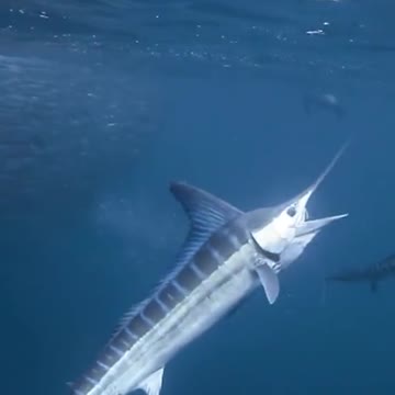 No PBJ for this guy!