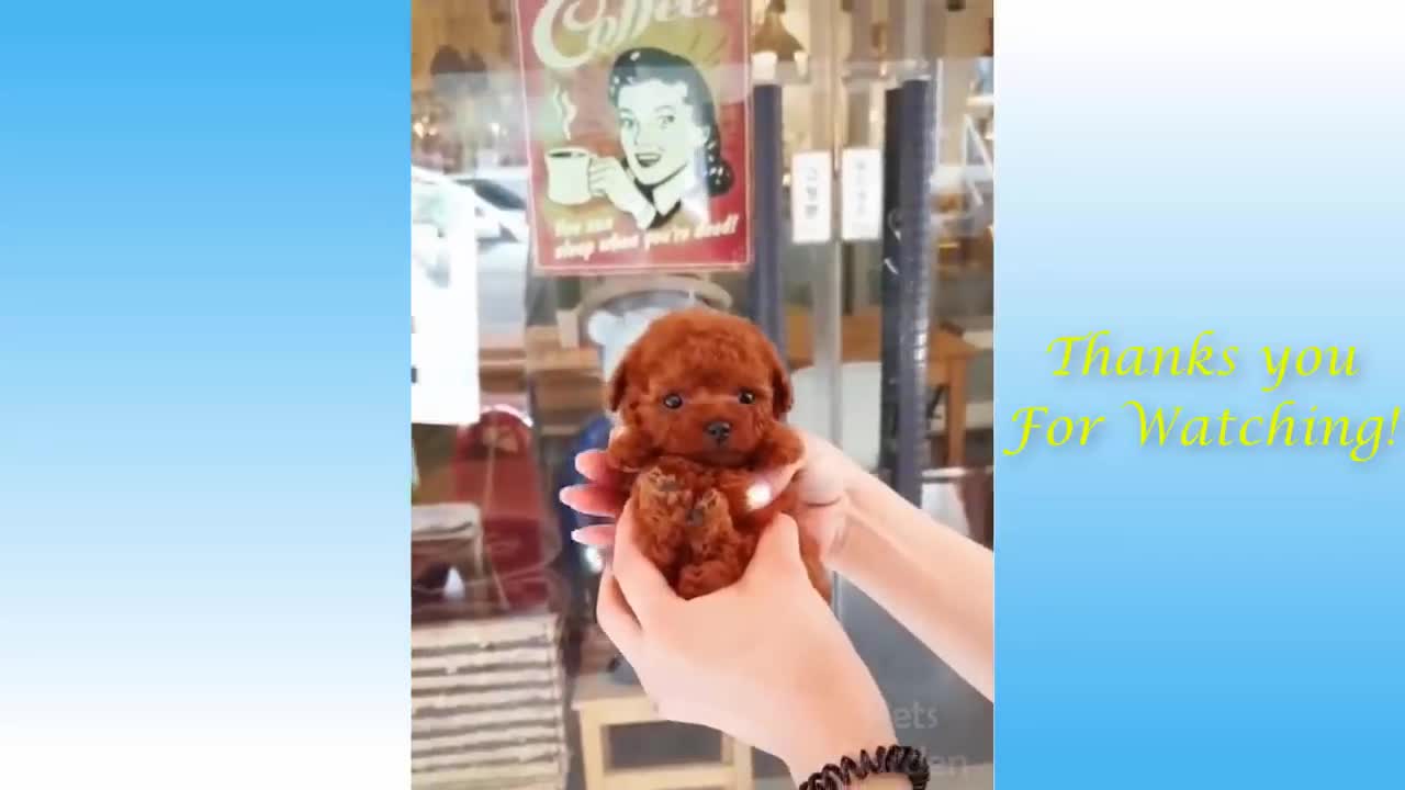 Cute Pets And Funny Animals Compilation now