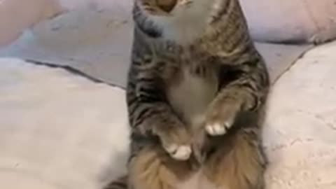 Cute animals