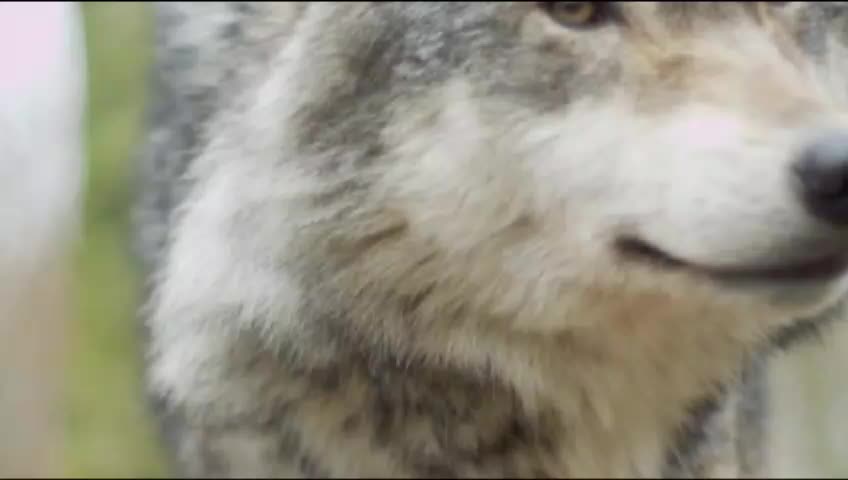 Beautiful wolf wandering in the forest