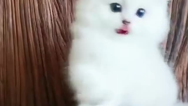 Lovely and Cute Cat Videos funny cat videos, videos for cats