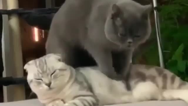 Cats Massage hh