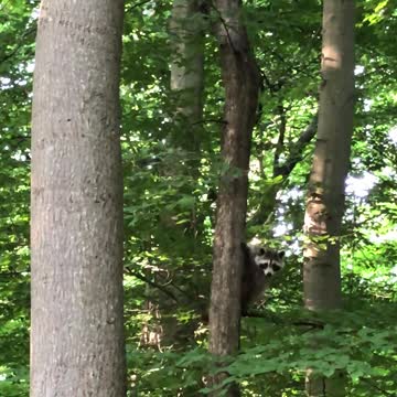 funny raccoon animal cute hairy