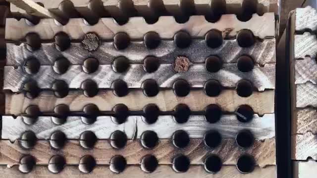 Mason Bees Day 23